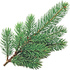 Blue spruce